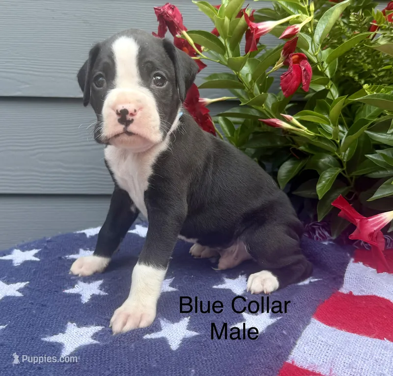 AKC boxers  – Boxer puppy for sale in Taylors, SC