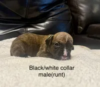 AKC boxer , a male Boxer for sale in Taylors, SC – 6 of 9