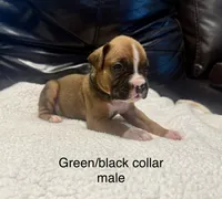 AKC boxer , a male Boxer for sale in Taylors, SC – 5 of 9