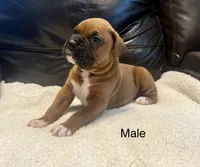 AKC boxer , a male Boxer for sale in Taylors, SC – 9 of 9