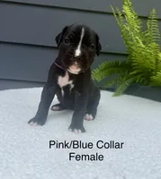 AKC boxers , a male Boxer for sale in Taylors, SC – 3 of 6