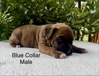 AKC Boxers, a female Boxer for sale in Taylors, SC – 4 of 4