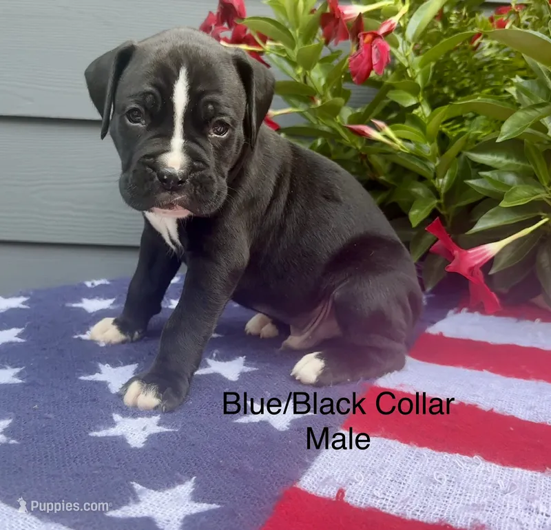 AKC boxers  – Boxer puppy for sale in Taylors, SC