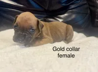 AKC boxer , a male Boxer for sale in Taylors, SC – 8 of 9