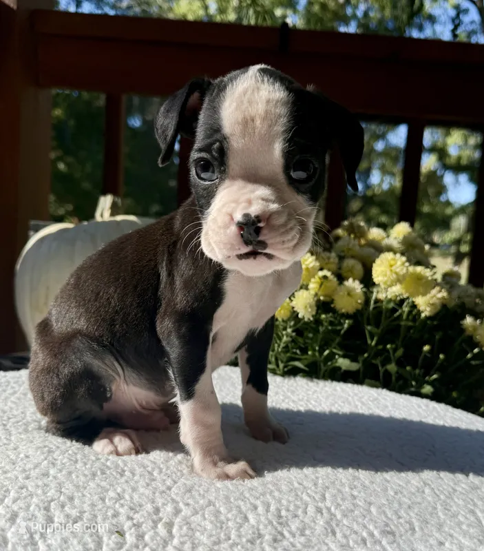 AKC Sealed Boxer  – Boxer puppy for sale in Taylors, SC