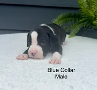 AKC boxers , a male Boxer for sale in Taylors, SC – 2 of 6