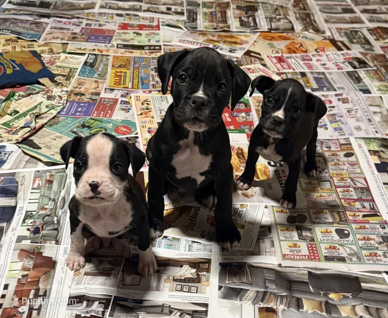 AKC Sealed Boxer  – Boxer puppy for sale in Taylors, SC