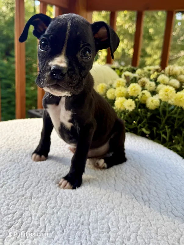AKC Sealed Boxer  – Boxer puppy for sale in Taylors, SC