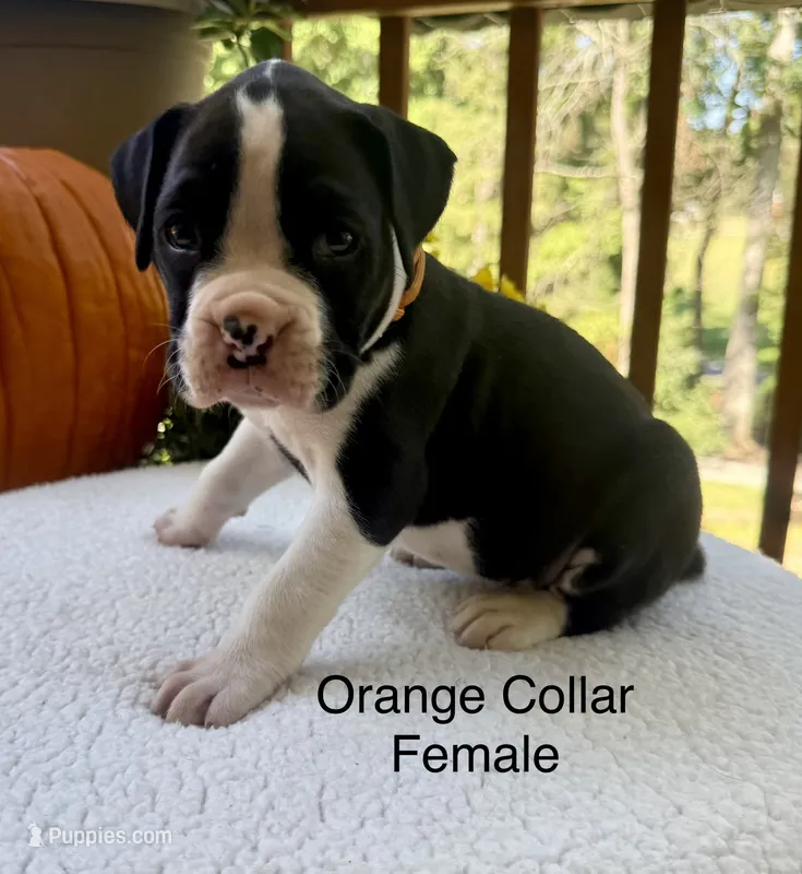 AKC Boxers – Boxer puppy for sale in Taylors, SC