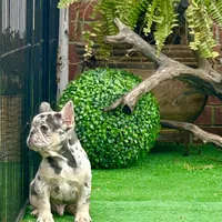 Little Joe-Tiny Merle, a male French Bulldog for sale in Avery, TX – Photo 1 of 9