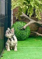 Little Joe-Tiny Merle, a male French Bulldog for sale in Avery, TX – Photo 1 of 9