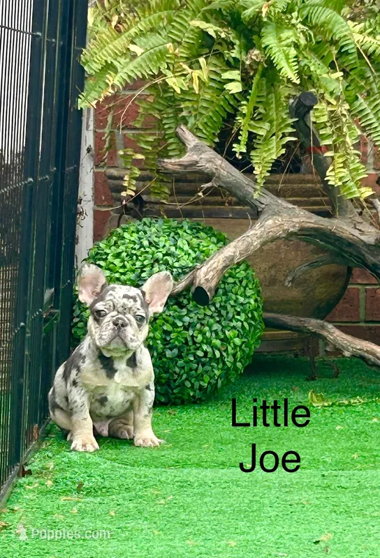 Little Joe-Tiny Merle