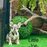 Little Joe-Tiny Merle, a male French Bulldog for sale in Avery, TX – Photo 2 of 9