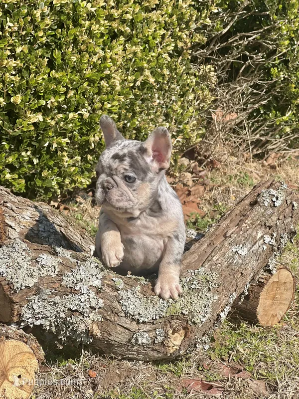 Little Joe-Tiny Merle