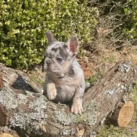 Little Joe-Tiny Merle, a male French Bulldog for sale in Avery, TX – Photo 3 of 9
