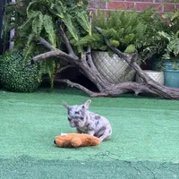 Little Joe-Tiny Merle, a male French Bulldog for sale in Avery, TX – Photo 7 of 9