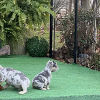 Little Joe-Tiny Merle, a male French Bulldog for sale in Avery, TX – Photo 9 of 9