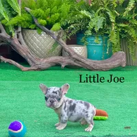 Little Joe-Tiny Merle, a male French Bulldog for sale in Avery, TX – Photo 5 of 9