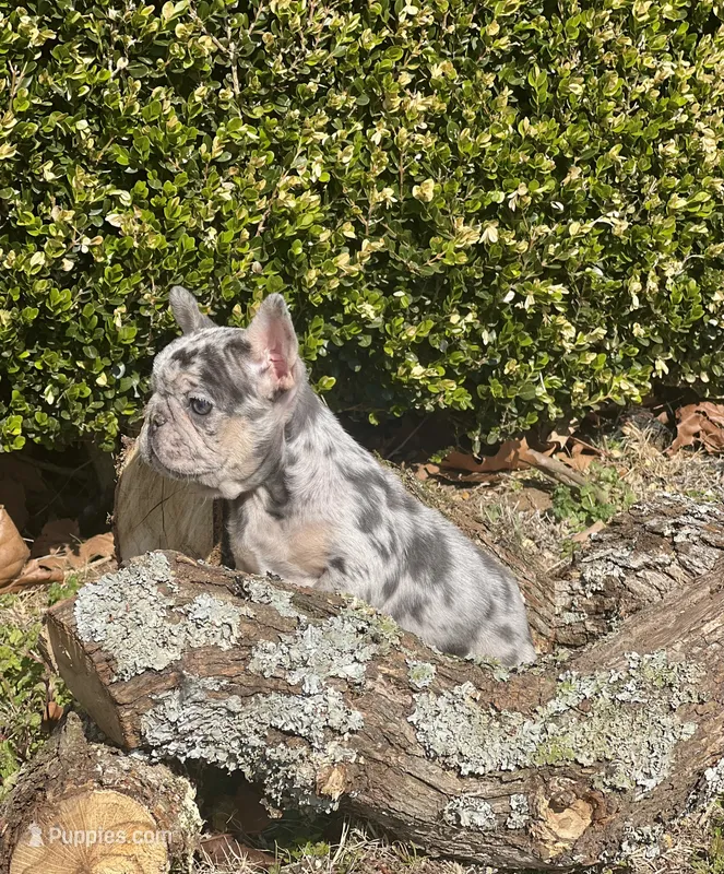 Little Joe-Tiny Merle