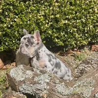 Little Joe-Tiny Merle, a male French Bulldog for sale in Avery, TX – Photo 4 of 9