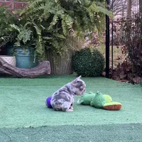 Little Joe-Tiny Merle, a male French Bulldog for sale in Avery, TX – Photo 8 of 9