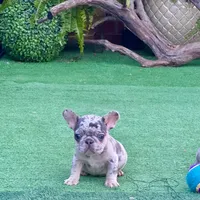 Little Joe-Tiny Merle, a male French Bulldog for sale in Avery, TX – Photo 6 of 9