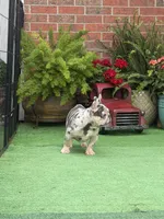 Little Joe-Tiny Merle, a male French Bulldog for sale in Avery, TX – 2 of 8