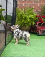 Little Joe-Tiny Merle, a male French Bulldog for sale in Avery, TX – 1 of 8