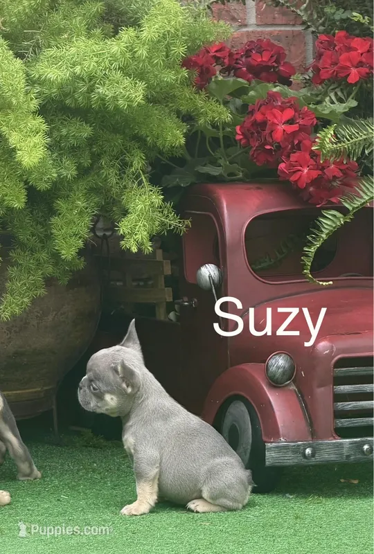 Suzy – French Bulldog puppy for sale in Avery, TX