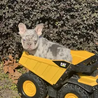 Hoss, a male French Bulldog for sale in Avery, TX – Photo 4 of 9