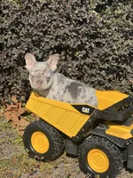 Hoss, a male French Bulldog for sale in Avery, TX – Photo 4 of 9