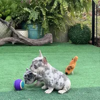 Hoss, a male French Bulldog for sale in Avery, TX – Photo 7 of 9