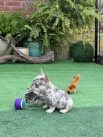 Hoss, a male French Bulldog for sale in Avery, TX – Photo 7 of 9