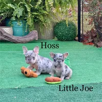 Hoss, a male French Bulldog for sale in Avery, TX – Photo 8 of 9
