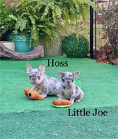 Hoss, a male French Bulldog for sale in Avery, TX – Photo 8 of 9