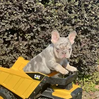Hoss, a male French Bulldog for sale in Avery, TX – Photo 3 of 9