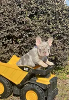 Hoss, a male French Bulldog for sale in Avery, TX – Photo 3 of 9