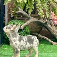 Hoss, a male French Bulldog for sale in Avery, TX – Photo 2 of 9