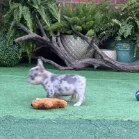 Hoss, a male French Bulldog for sale in Avery, TX – Photo 9 of 9