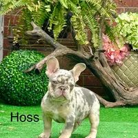 Hoss, a male French Bulldog for sale in Avery, TX – Photo 1 of 9
