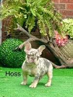 Hoss, a male French Bulldog for sale in Avery, TX – Photo 1 of 9