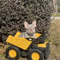 Hoss, a male French Bulldog for sale in Avery, TX – Photo 5 of 9