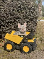 Hoss, a male French Bulldog for sale in Avery, TX – Photo 5 of 9