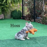 Hoss, a male French Bulldog for sale in Avery, TX – Photo 6 of 9