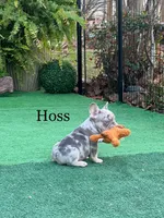 Hoss, a male French Bulldog for sale in Avery, TX – Photo 6 of 9