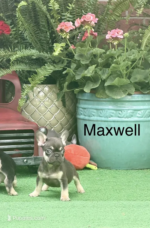 Maxwell-little – French Bulldog puppy for sale in Avery, TX