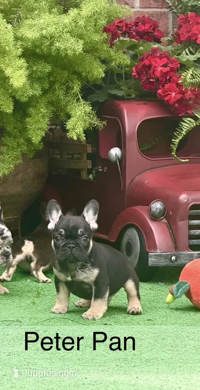 Peter Pan – French Bulldog puppy for sale in Avery, TX