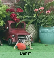 Denim, a male French Bulldog for sale in Avery, TX – Photo 1 of 2