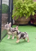 Denim, a male French Bulldog for sale in Avery, TX – Photo 2 of 2