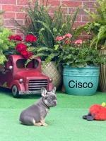 Cisco-blue & tan, a male French Bulldog for sale in Avery, TX – Photo 1 of 2